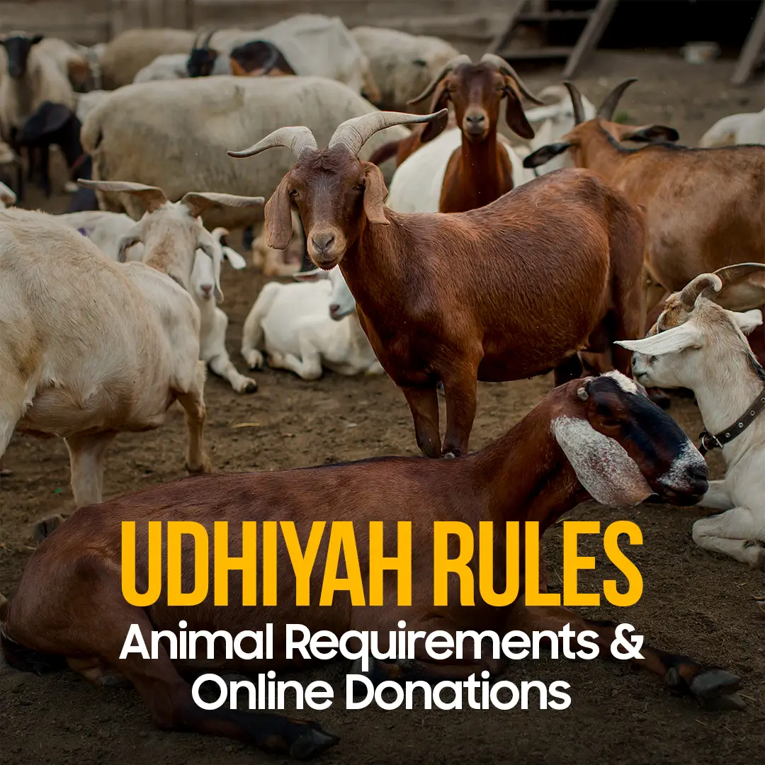 Udhiya Rules & Requirements
